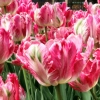 Izkušeni nasveti: kako jeseni posaditi tulipane v tleh